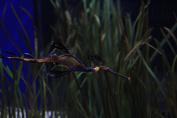 MontereyBay_ 244