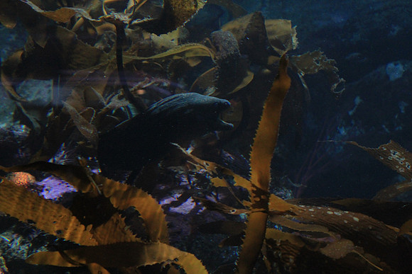 MontereyBay_ 144