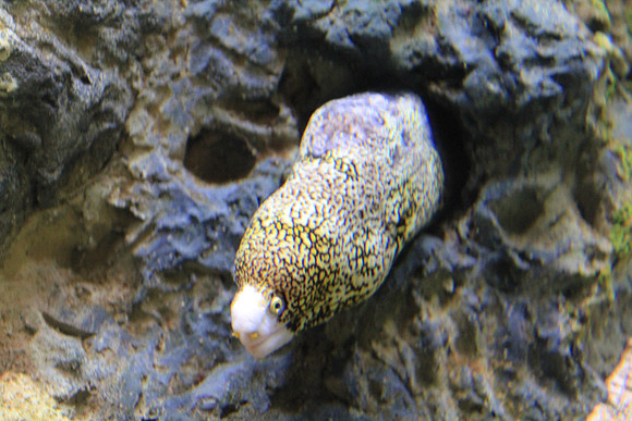 MontereyBay_ 050