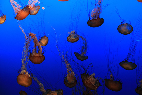 MontereyBay_ 173