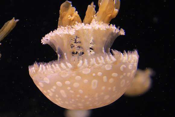 MontereyBay_ 220