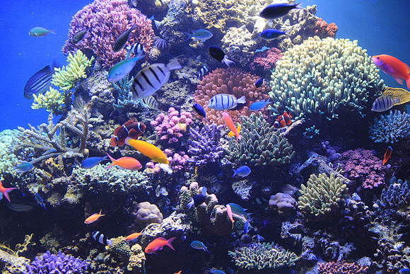 MontereyBay_ 217