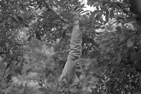 ApplePicking201209_079
