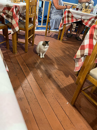 cats-012
