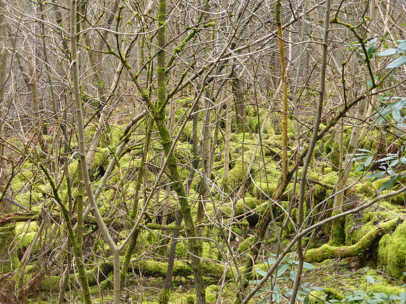 Stirling_045