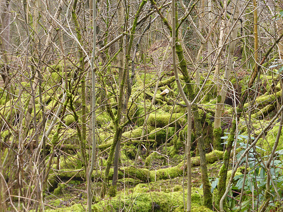 Stirling_044