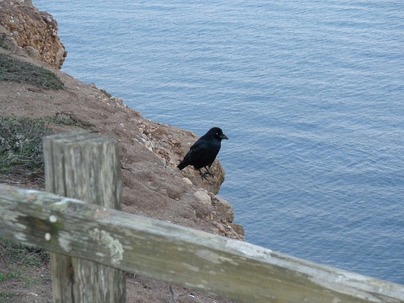 PointReyes_ 036