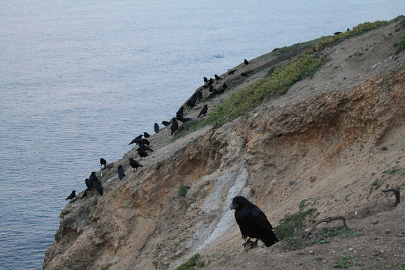 PointReyes_ 119