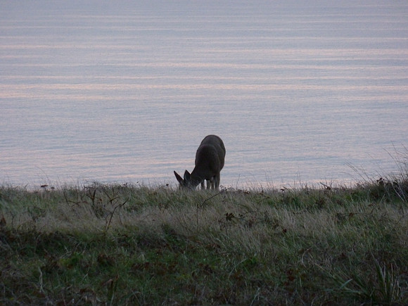 PointReyes_ 047