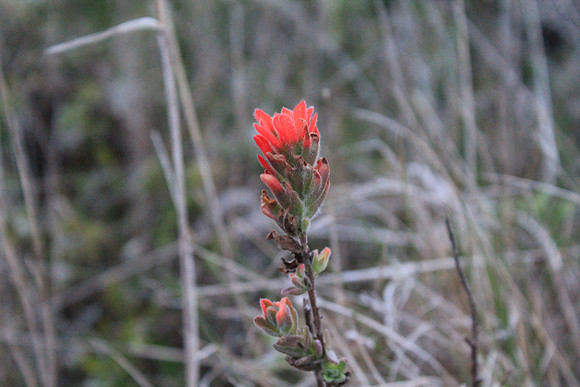 PointReyes_ 128