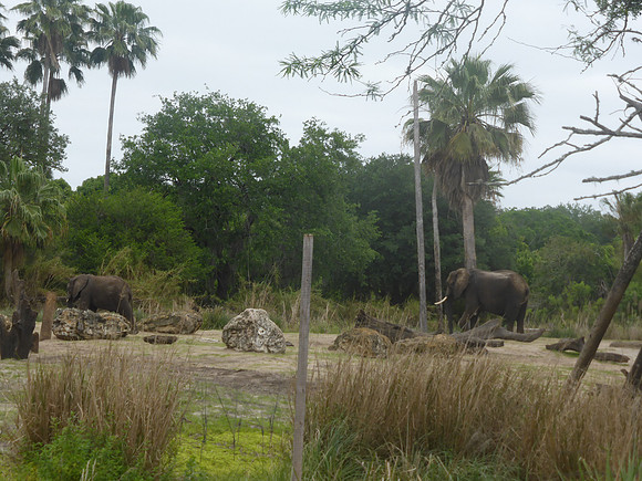 Florida201404_031