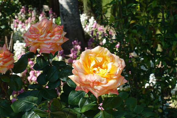 DSC03340