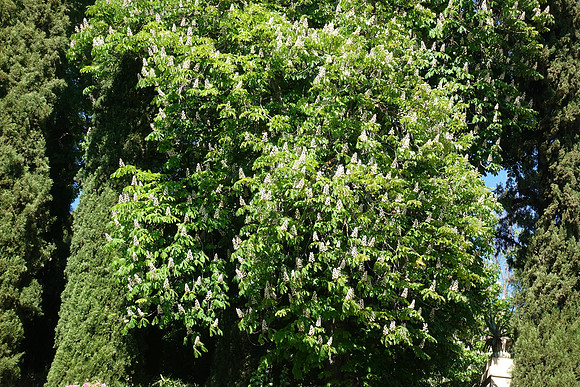 DSC03337