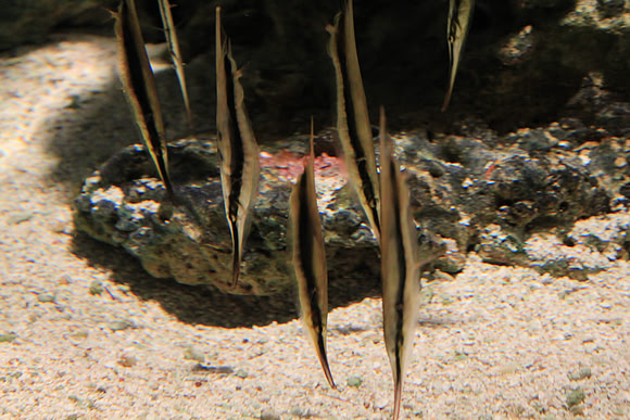 MontereyBay_ 249