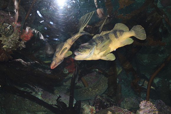 MontereyBay_ 152