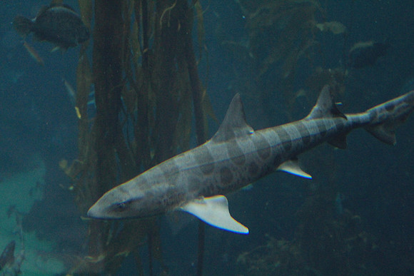 MontereyBay_ 098