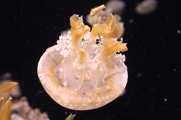 MontereyBay_ 219