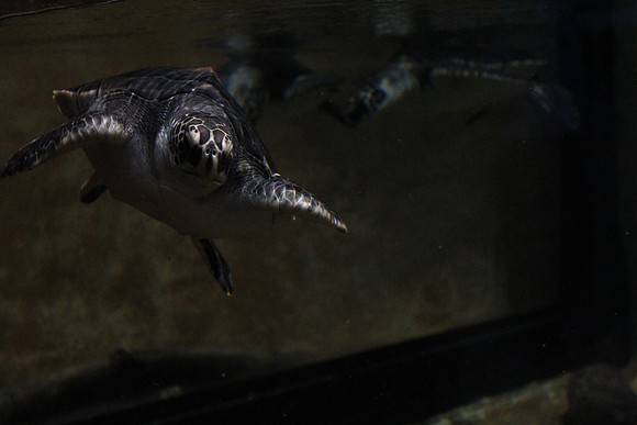 MontereyBay_ 226