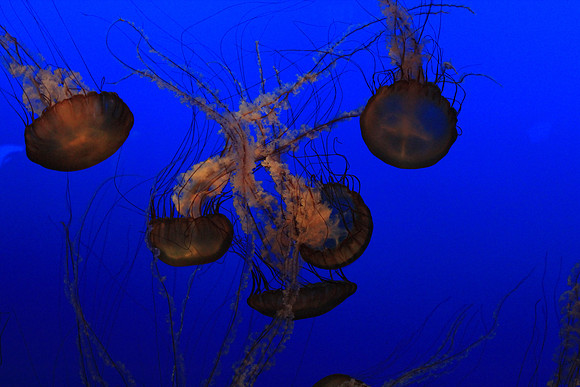 MontereyBay_ 178