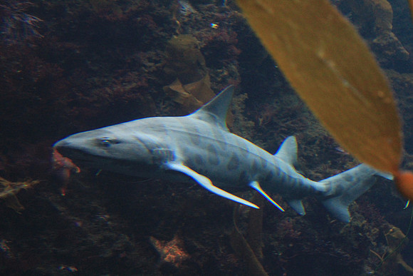 MontereyBay_ 118