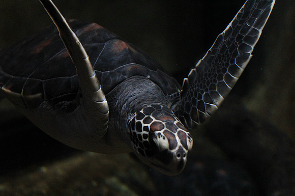MontereyBay_ 230