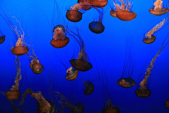 MontereyBay_ 172