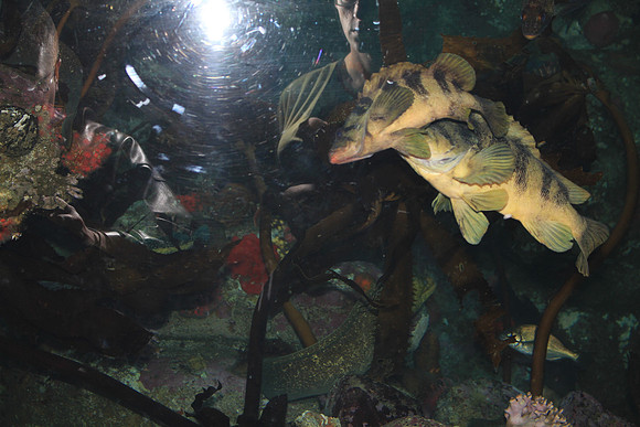MontereyBay_ 151