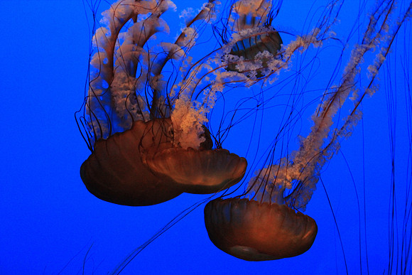 MontereyBay_ 176