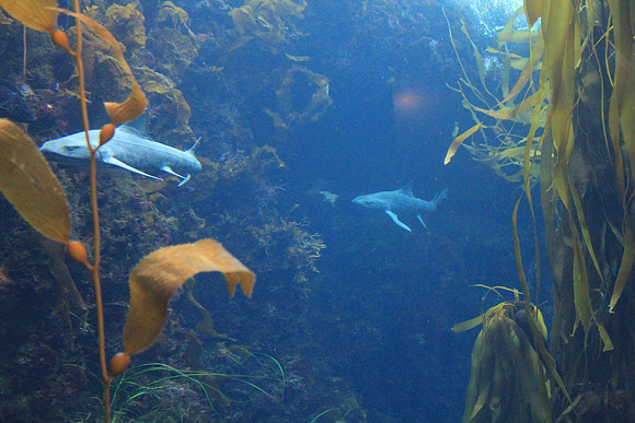 MontereyBay_ 138