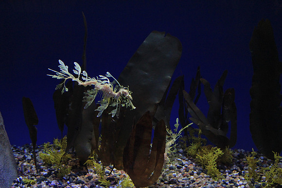 MontereyBay_ 086