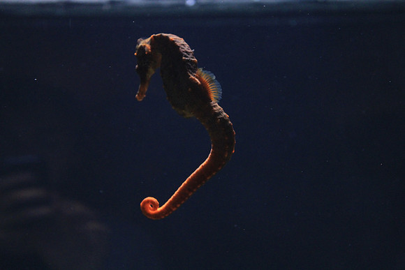 MontereyBay_ 267
