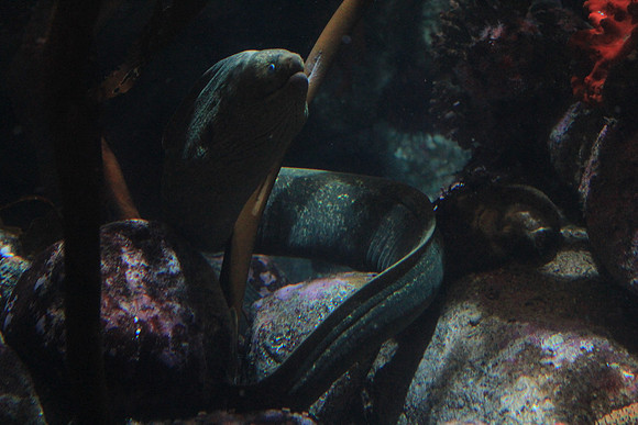 MontereyBay_ 155
