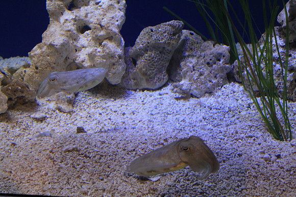 MontereyBay_ 047