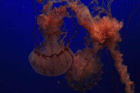 MontereyBay_ 168