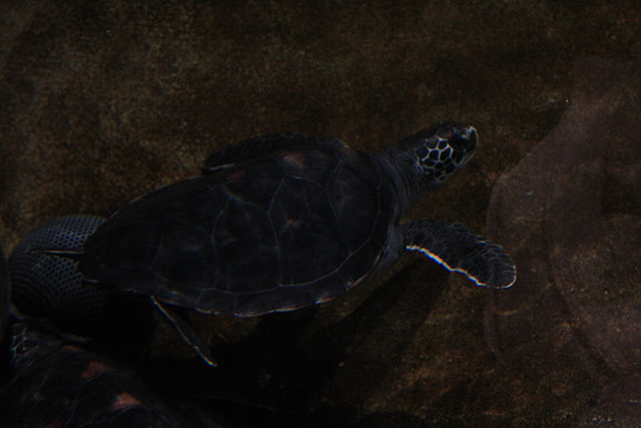 MontereyBay_ 223