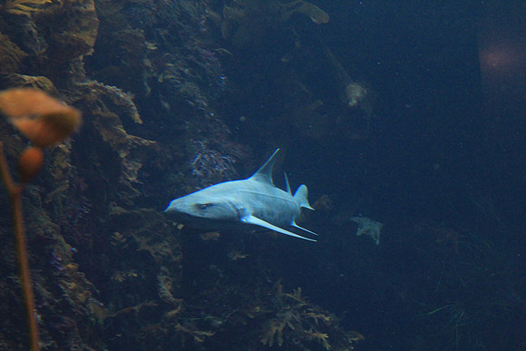 MontereyBay_ 137