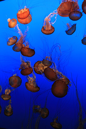 MontereyBay_ 174