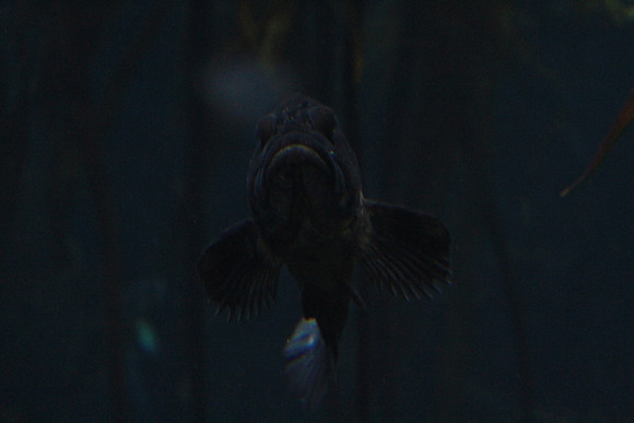 MontereyBay_ 132