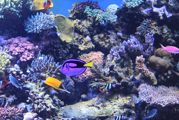 MontereyBay_ 213