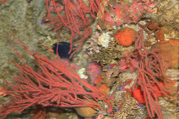 MontereyBay_ 149
