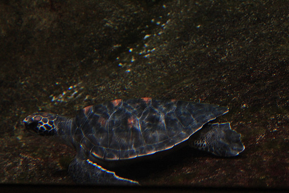 MontereyBay_ 222
