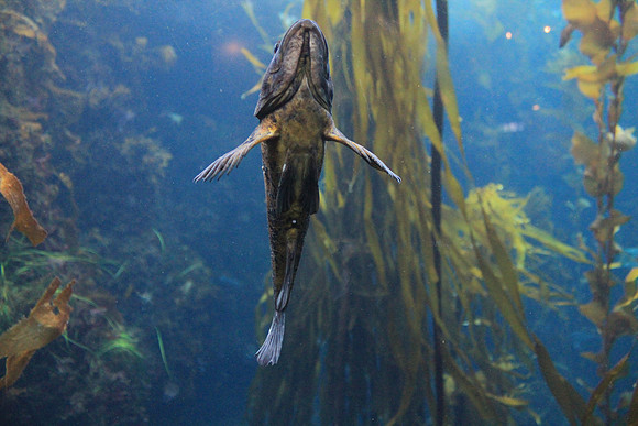 MontereyBay_ 141