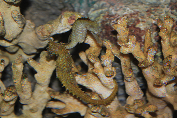 MontereyBay_ 237