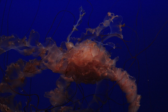 MontereyBay_ 167