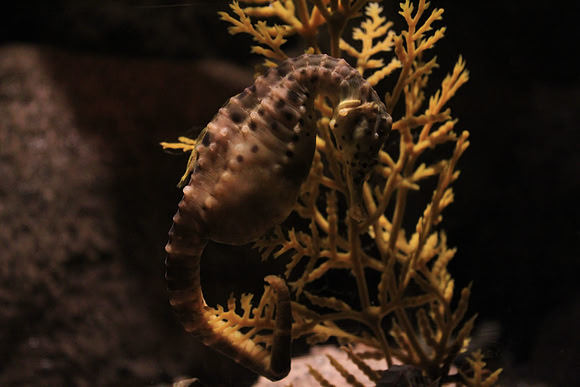 MontereyBay_ 279