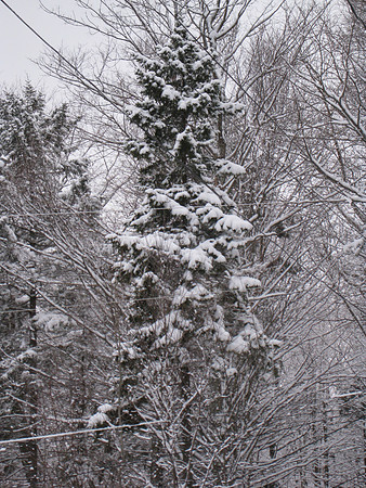 Vermont201001_077