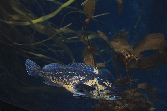 MontereyBay_ 128