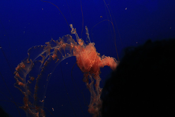 MontereyBay_ 166