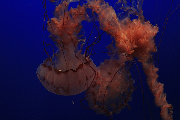 MontereyBay_ 169