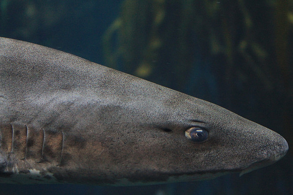 MontereyBay_ 123
